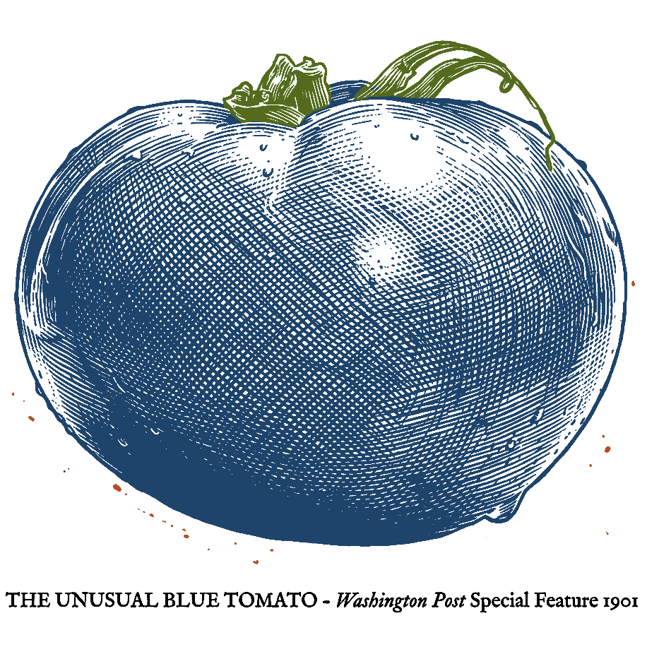 Blue tomato — the logo, oversized.